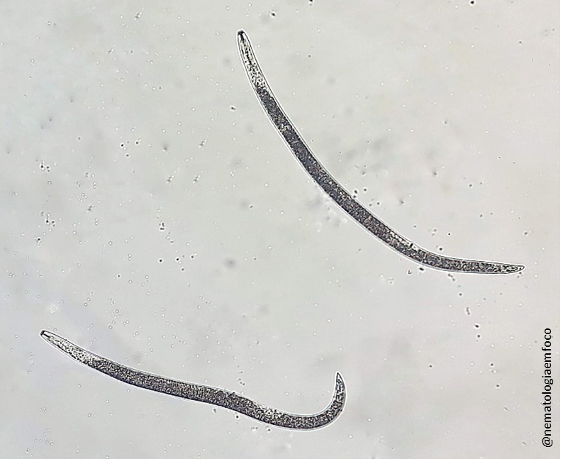 Imagem de microscópio de um Pratylenchus zeae. Um verme alongado, semelhante a uma lombriga. 